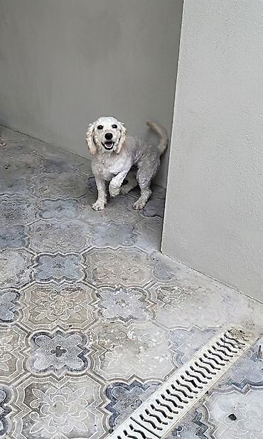 Pudel, 2 il, Dişi