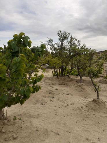 Həyət evləri və villaların satışı: 3 otaqlı, 90 kv. m, Kredit yoxdur, Təmirsiz -da lalafo.az — 11 Həyət evləri və villaların satışı: 3 otaqlı, 90 kv. m, Kredit yoxdur, Təmirsiz — 11