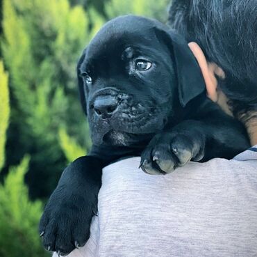 İtlər: Kane-Korso, 3 ay, Erkek, Sənədli — 19