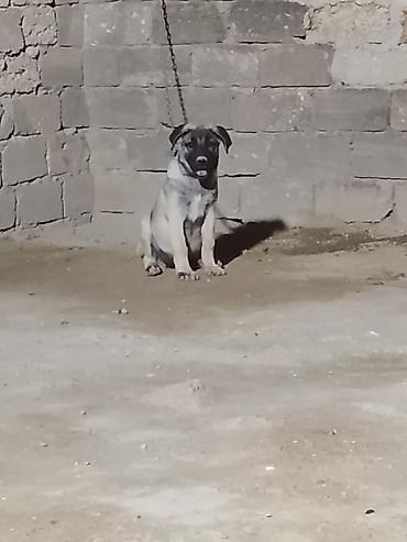 Kanqal, 3 ay, Dişi, Peyvəndli, Ünvandan götürmə lalafo.az -da Kanqal, 3 ay, Dişi, Peyvəndli, Ünvandan götürmə