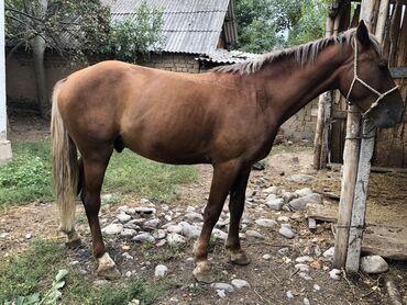 жылкы сатуу: Продаю | Конь (самец) | Дончак | Для разведения, Конный спорт