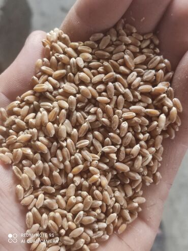 iqos 3 цена бишкек: Продаю семенную пшеницу, озимая, сорт Алексеич, есть очищенная через