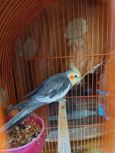 Аквариумы: Nimfa tutuquşu (Cockatiel) – boz-ağ tüklü, sarı çəpgöz başlı və