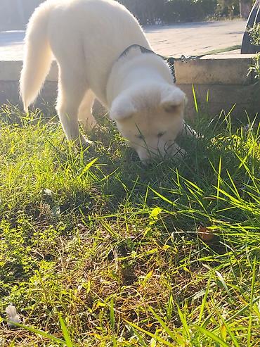ləzgi iti: Akita-inu — 6