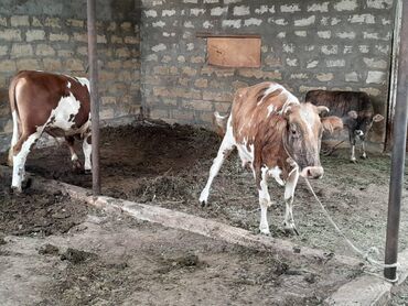 Dana, buzov: Süd verən heyvandı. Üçü birlikdə satılır. Qiyməti razılaşma yolu ilə — 7