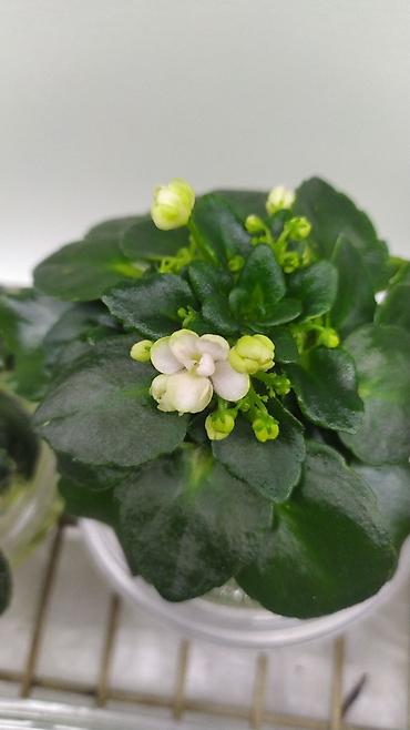 Фиалки и глоксинии: Продаются детки миниатюрных фиалок,крепкие,подрощенные.Сортов много — 5