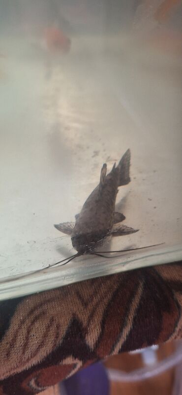 Akvariumlar: Dördbucaq akvarium, Balıqlarla birlikdə, 64 l, Ünvandan götürmə — 10