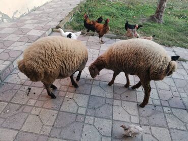 Qoyunlar, qoçlar: Məhsul: 2 baş qoyun Təsvir: - Şəkillərdə 2 baş yerli tipli qoyun