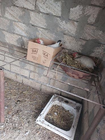 balaken heyvan satisi: Mayalı kənd yumurtası yaşıl otlar ilə bəslənən tam təbii üslubda — 5