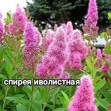 Другие садовые цветы и кустарники: Хосты и садовая фуксия — сортовые растения для вашего сада. - Hosta — 9