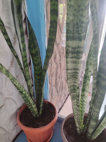 Хлорофитумы: Продаю комнатные цветы Сансевиерия-250сом (тещин язык ) Хлорофитум — 22