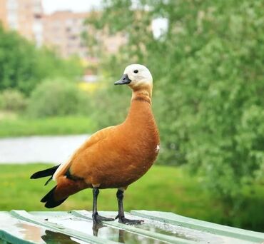 куры каракол: Продам самца огаря! Возраст 1 год