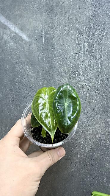 Диффенбахии: Диффенбахия Тропик Сноу 2000с Посажен в хороший грунт, не привозной — 5