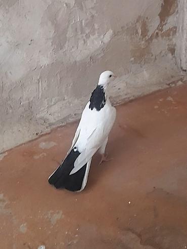 Göyərçinlər: Erkey — 1