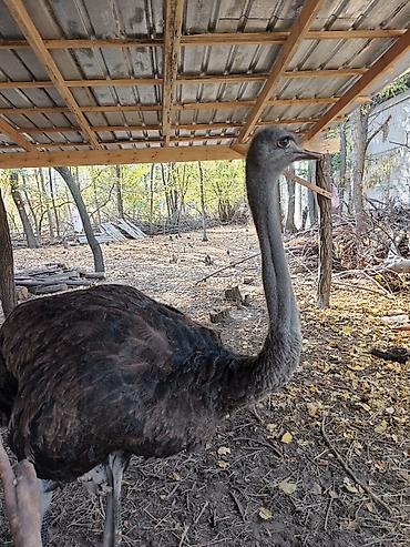 мал доктор: Африканский страус (Struthio camelus) Находится в Токмоке срочно — 2