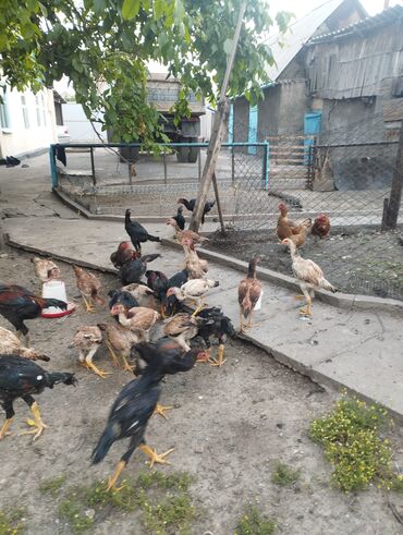 зоомагазин бишкек птицы: Продаю цыплят даканы февральские миксованые сильных кровей только
