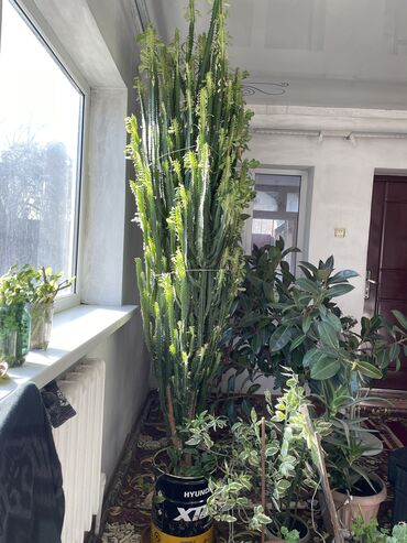 трехгранный кактус молочай: Молочай,кактус, растение для офисов и для дома. Прекрасно подойдет для