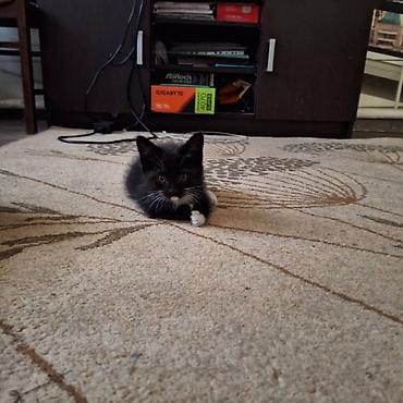 приют для котят: Кошка даром: Беспородная, Девочка — 4