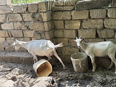 bala it: Dişi, Zanen, il: 1, Damazlıq, Ünvandan götürmə — 5