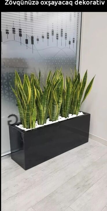 Bitkilər üçün dibçəklər: Dibceklər hər ölcüdə hər zövgə #dibceklər kafe ofis hryitcin zamanətlə — 9