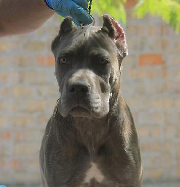 Psi: Cane Corso štenci U ponudi veoma perspektivni štenci iz različitih — 10