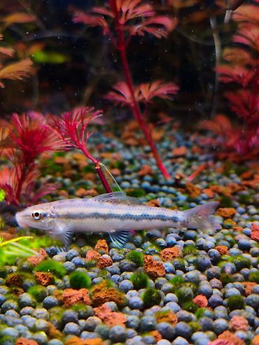 akvarium baku: Akvariumlarda saqqal yosunları (black beard algae) və digər — 1