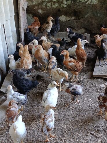 Akvariumlar: Toyuq cücələri, Damazlıq, Ünvandan götürmə, Ödənişli çatdırılma