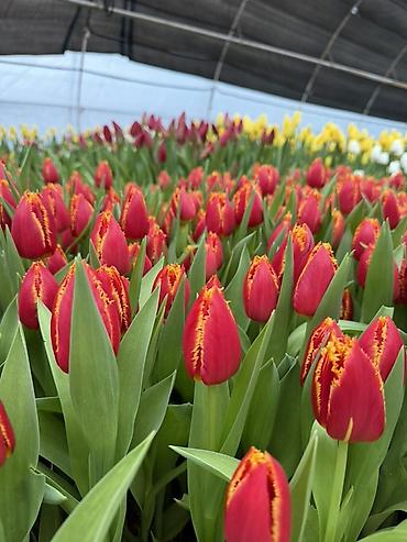 Букеты из живых цветов: ‼️‼️‼️новый прайс на тюльпаны выше 300 штук по 70 сом Высота 50/60 см — 7