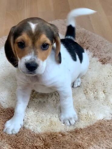 Διατίθενται χαριτωμένα κουτάβια Beagle Πολύ φιλικά, εξερχόμενα