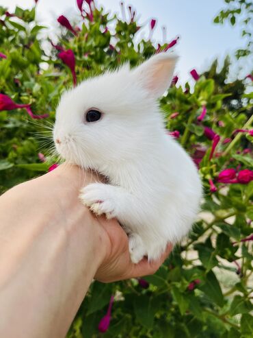 su maymunu: Salam🖐🏻. 🎁 Ad günlerinde bayram ve xüsusi günlerde Hediyye seçiminde