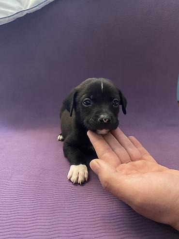 Продажа собак: Мощные черные щенки: Сила Питбуля + Интеллект Овчарки метиса — 7