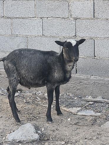 шкура баран: Продаю | Овца (самка) — 3