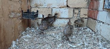 brama cucesi: Qırqovul balalrı. 1 ay olar almışam . Aldığım adam zümrüd və Qafqaz — 4