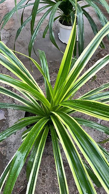 выращивание: Панданус (Pandanus) в горшке - Декоративно-лиственное растение с — 1