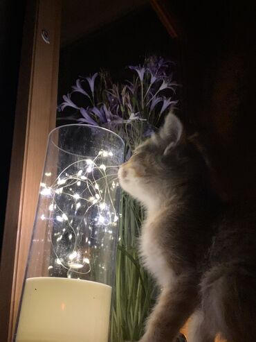 котята простые: Кошка даром: Беспородная, 5 месяцев, Девочка, Приучена к лотку