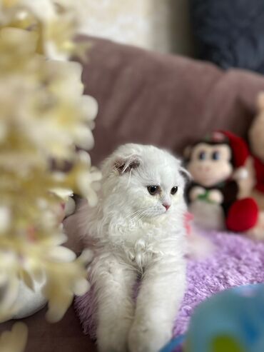 Pişiklər: Şotland yastı qulaq, Erkək, Dişi, Yaxşı əllərə, Ünvandan götürmə, Pulsuz çatdırılma, Ödənişli çatdırılma — 71