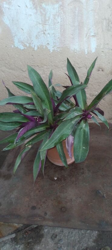 Qaşıqlar: Bitki: Tradescantia spathacea (Rhoeo, “Musaika” kimi də tanınır)