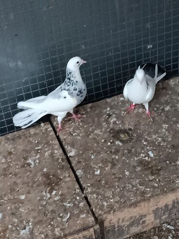 Göyərçinlər: Şəkillərin hamısına baxın. hər cinsdə quşlar satılır . qiymət biri — 23