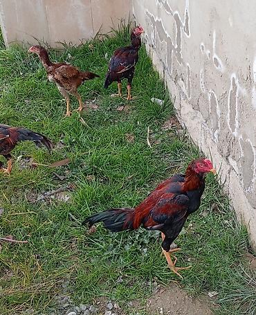 vendam kendi: Salam. Güclü cinsi heyvanlar satiram. Meydanliqdir. Ətraflı məlumat — 3