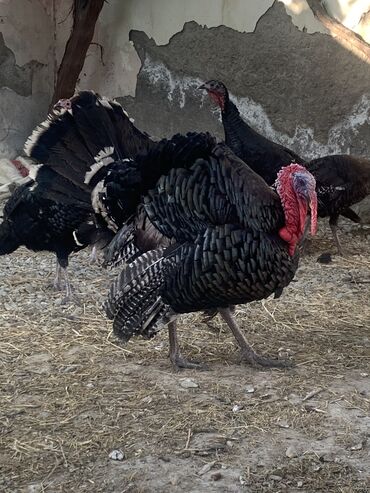 Птицы: Təmiz qan Amerikan Bronz Kanada Hinduşka cücələrinin Satışı . Çıxış