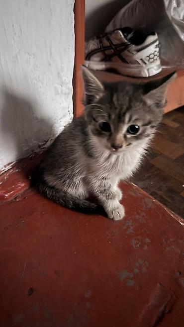 некая: Кошка даром: Беспородная, 2 месяца, Девочка — 2