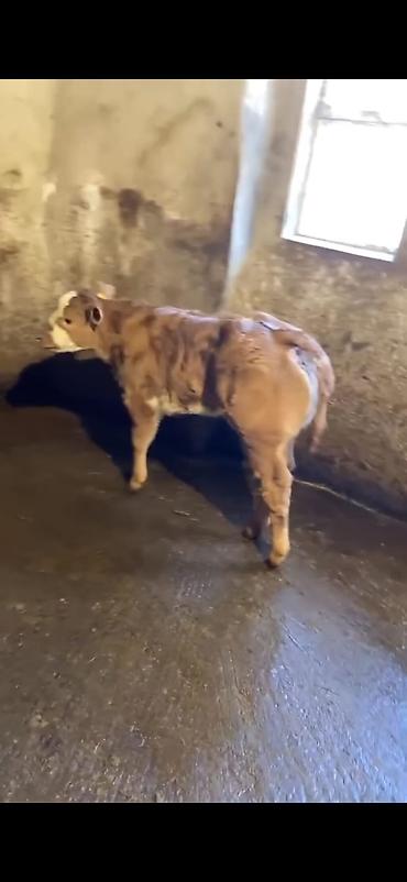 Dana, buzov: Cins buzov – ətlik istiqamət - Rəng: açıq qəhvəyi, alnında ağ ləkə - — 8