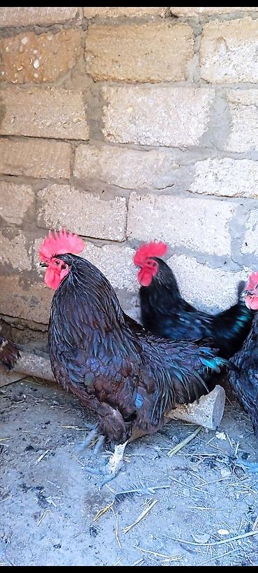 maltese qiymeti: Hinduşkalar yerlidir hamısı fərədir. hamsı cavandır. qiymət 35 — 4