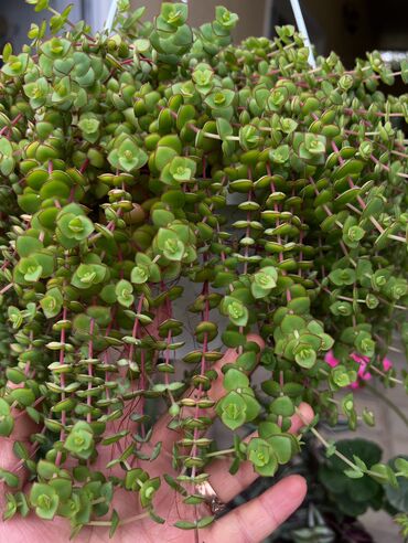 Otaq bitkiləri: Butun guleri endirimnen satiram ancag xanimlara satiw olur cox gul — 22