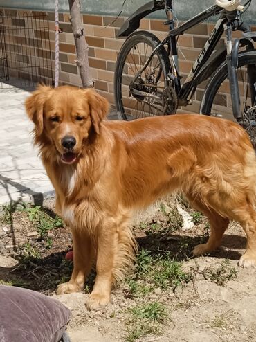 golden itlər: Retriever, 1 il, Erkek, Cütləşmə üçün, Ünvandan götürmə, Pulsuz çatdırılma