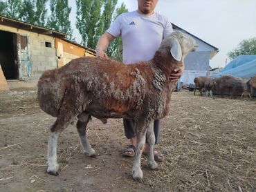 купить корм для перепелов несушек: Продаю | Баран (самец) | Арашан | Для разведения | Племенные