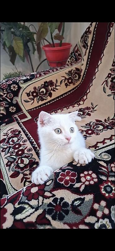 pişik ev: Erkək — 7