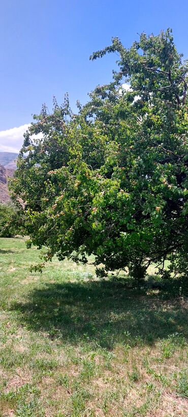 Torpaq sahələrinin satışı: Əkin sahəsi kənd təsərrüfatı fəaliyyəti üçün geniş imkanlar təklif — 2