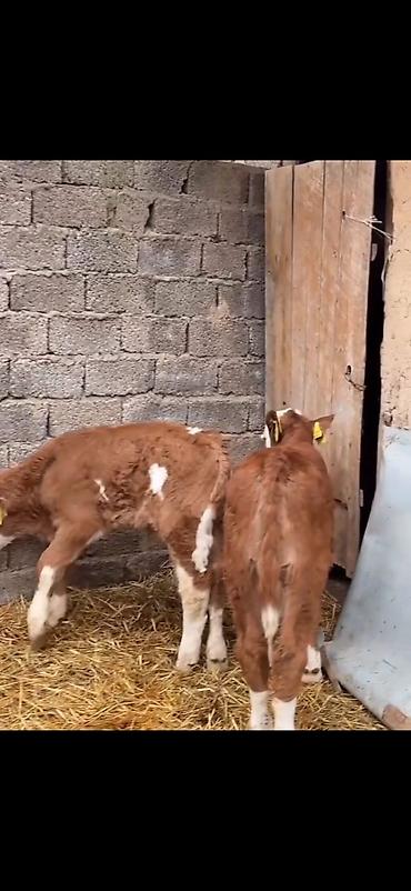Dana, buzov: Iki ədəd erkek dana biri 2 aylıq biri 51 günlük ikisidə erkrkdi temiz — 6