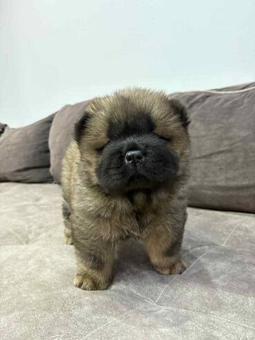 Psi: Čistokrvni CHOW-CHOW štenci Na prodaju čistokrvni CHOW-CHOW štenci — 5